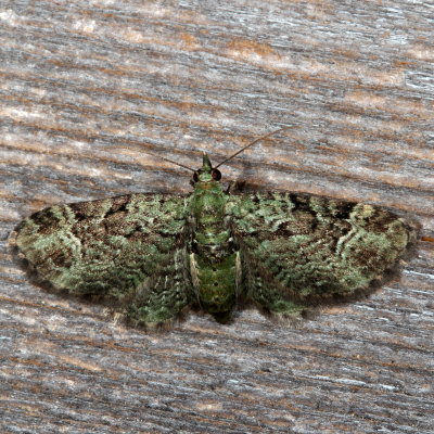 Hodges#7625 * Green Pug * Pasiphila rectangulata