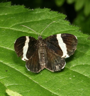 Hodges#7430 * White-striped Black * Trichodezia albovittata 