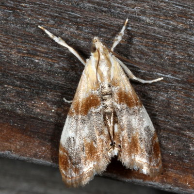 Hodges#4889 * Julia's Dicymolomia Moth * Dicymolomia julianalis