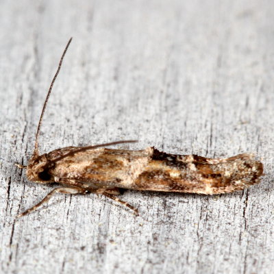 Hodges#1455 * Mompha stellella