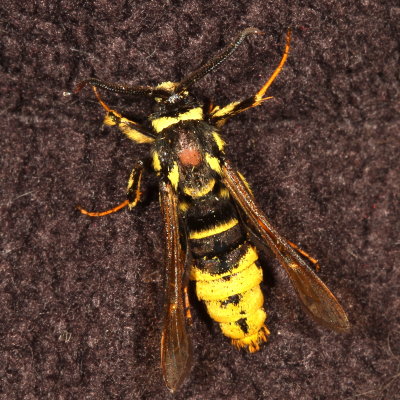 Hodges#2527 * Hornet Clearwing * Paranthrene simulans