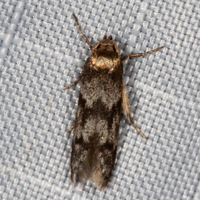 Hodges#1171 * Asaphocrita aphidiella