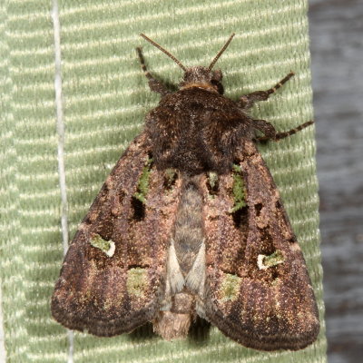 Hodges#10397 * Bristly Cutworm Moth * Lacinipolia renigera