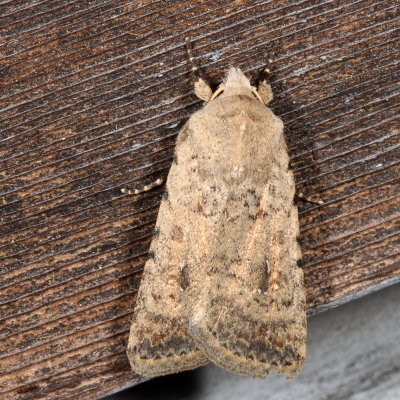 Hodges#9660.1 * Pale Mottled Willow * Caradrina clavipalpis