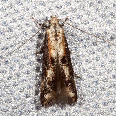 Hodges#1461.1 * Apple Pith Moth * Blastodacna atra