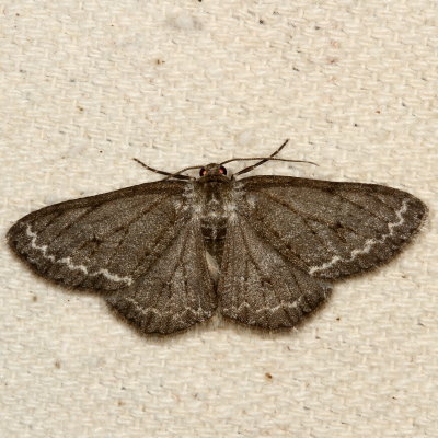 Hodges#6597 - Small Engrailed * Ectropis crepuscularis