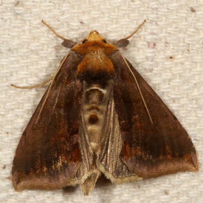 Hodges#8898 * Unspotted Looper * Allagrapha aerea