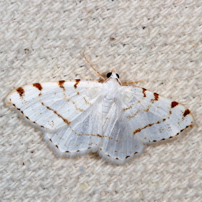 Hodges#6273 - Lesser Maple Spanworm * Speranza pustularia