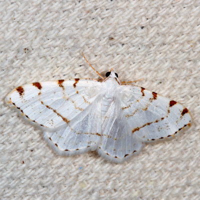 Hodges#6273 * Lesser Maple Spanworm * Speranza pustularia