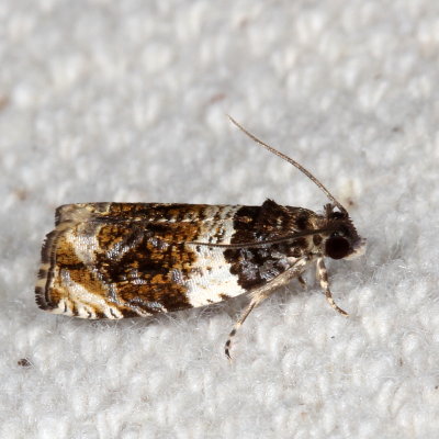 Hodges#2823 * Banded Olethreutes Moth * Olethreutes fasciatana