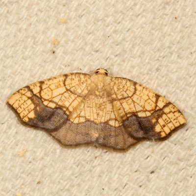 Hodges#7010 * Horned Spanworm Moth * Nematocampa resistaria