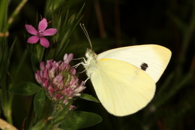 Cabbage White