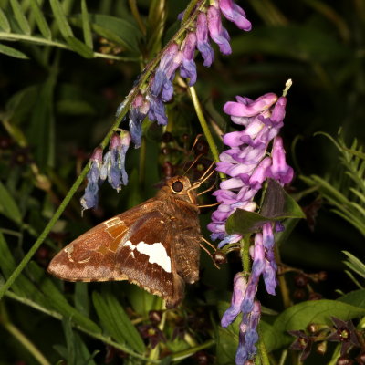 Silver-spotted Skipper
