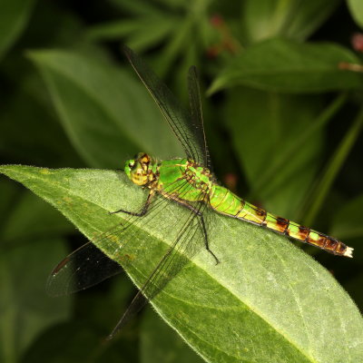Common Pondhawk ♀
