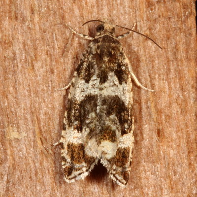 Hodges#2770 * Dusky Leafroller Moth * Orthotaenia undulana