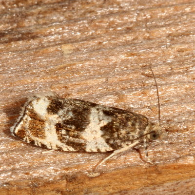 Hodges#2770 * Dusky Leafroller Moth * Orthotaenia undulana