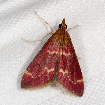 Hodges#5034 * Raspberry Pyrausta * Pyrausta signatalis