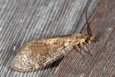 Chauliodes pectinicornis * Summer Fishfly
