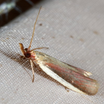 Hodges#6053 * Carmine Snout Moth * Peoria approximella