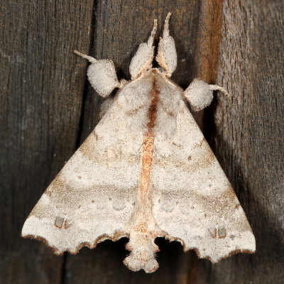 Hodges#7665 * The Angel * Olceclostera angelica