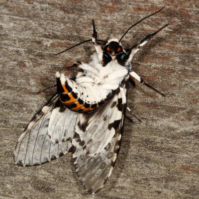 Hodges#8146 * Giant Leopard Moth * Hypercompe scribonia