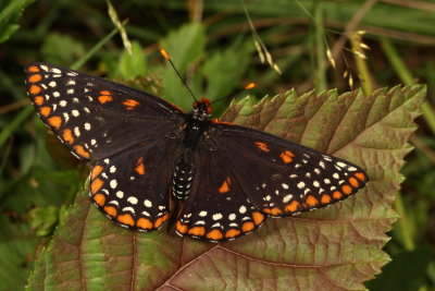 Baltimore Checkerspot