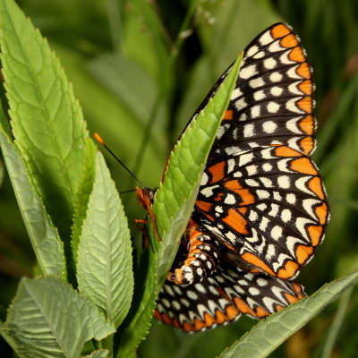 Baltimore Checkerspot