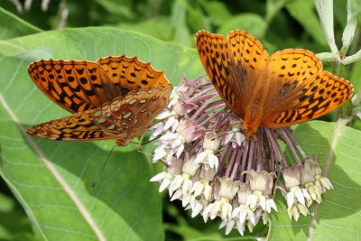 Great Spangled Fritillary