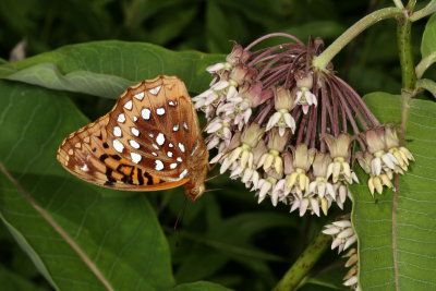 Great Spangled Fritillary