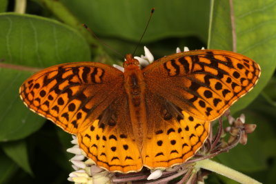 Great Spangled Fritillary