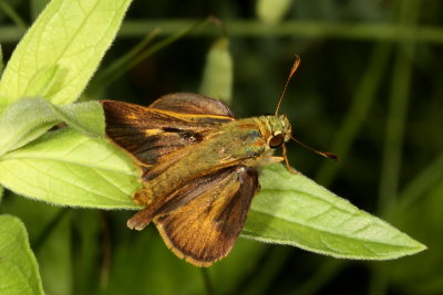 Northern Broken-Dash ♂