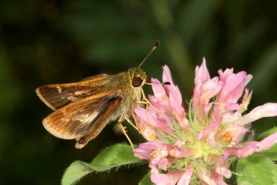 Little Glassywing