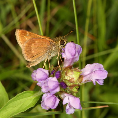 Little Glassywing