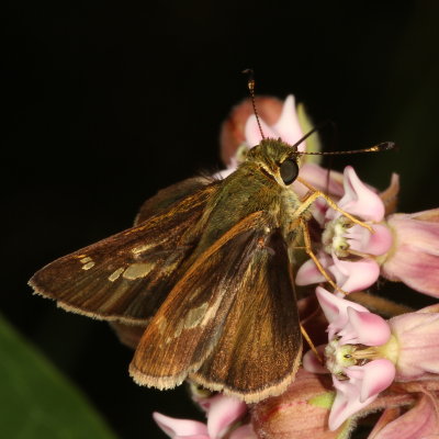 Little Glassywing ♂