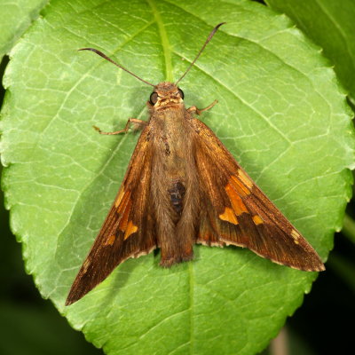 Silver-spotted Skipper