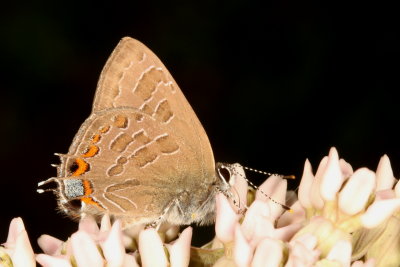 Striped Hairstreak