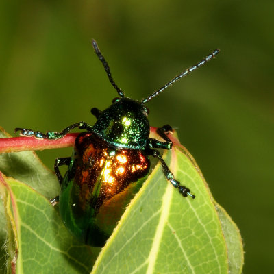 Chrysochus auratus