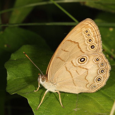 Appalachian Brown