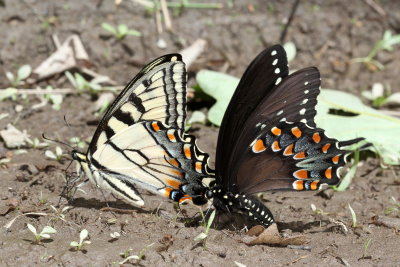 Tiger & Spicebush Swallowtails