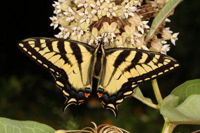 Tiger Swallowtail Intermediates