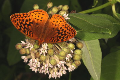 Great Spangled Fritillary
