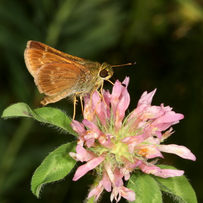 Little Glassywing