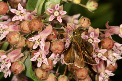 Little Glassywing