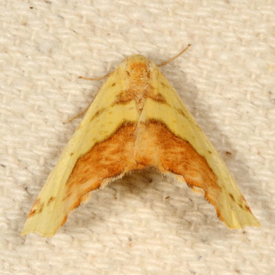 Hodges#6912 * Sharp-lined Yellow * Sicya macularia