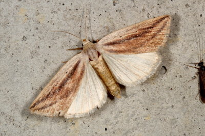 Hodges#9818 * Feeble Grass Moth * Amolita fessa