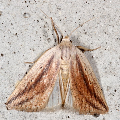 Hodges#9818 * Feeble Grass Moth * Amolita fessa