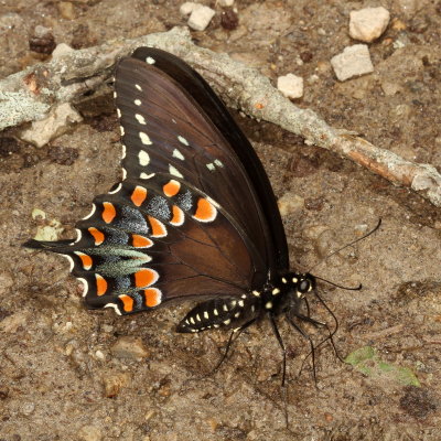 Spicebush Swallowtail ♂