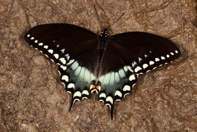 Spicebush Swallowtail ♂
