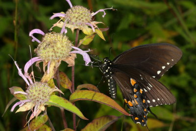 Spicebush Swallowtail