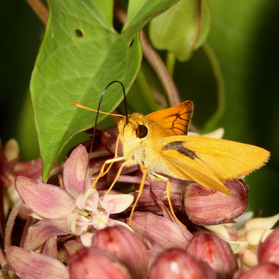 Delaware Skipper ♂